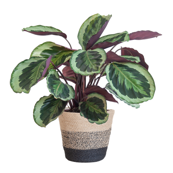 Calathea Medaillon met pot/mand