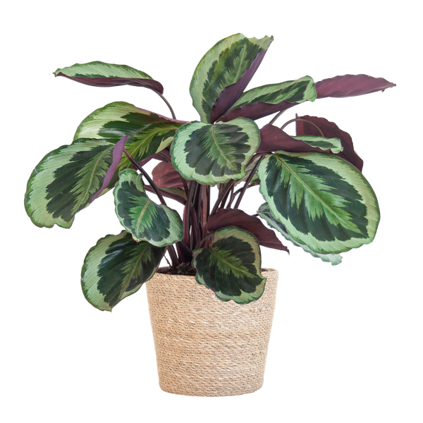 Calathea Medaillon met pot/mand