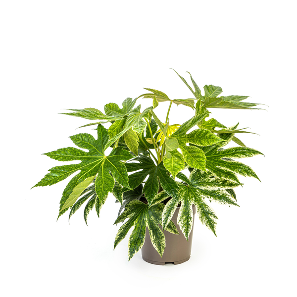 Fatsia Japonica Spider's Web Ø19cm - ↕45cm