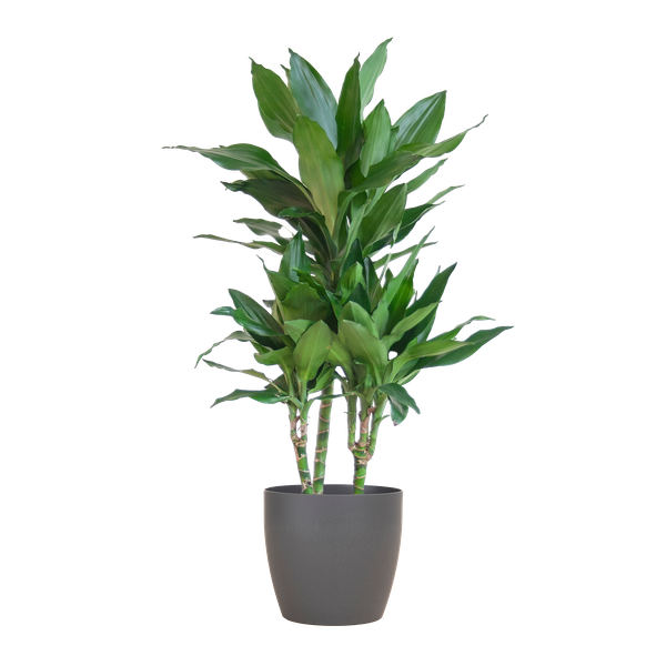 Dracaena Janet Lindt met Pot/mand
