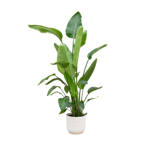 Strelitzia Nicolai inclusief elho Vibes Fold Round wit - 160cm- 180cm - Ø30