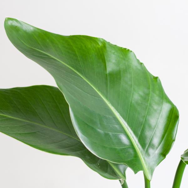 Strelitzia Nicolai met Mand/pot