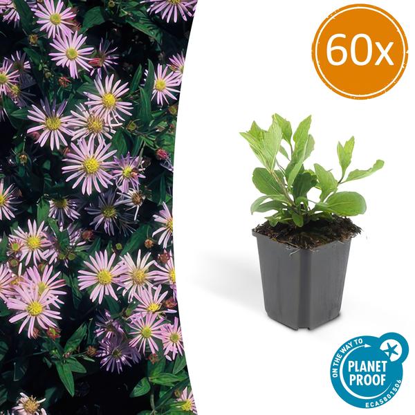 Aster ageratoides 'Asran' - ↕10-25cm - Ø9cm