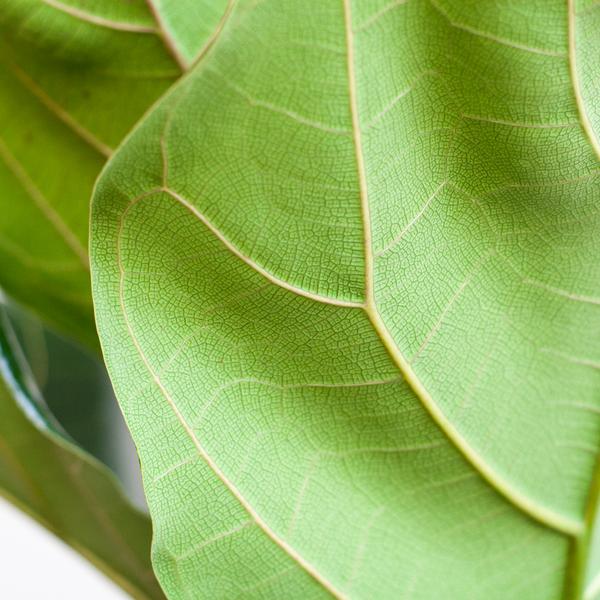 Ficus Lyrata met Mand - 80cm - Ø21