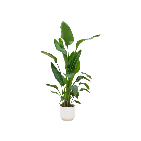 Strelitzia Nicolai inclusief elho Vibes Fold Round wit - 160cm- 180cm - Ø30