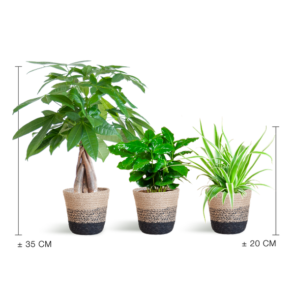 Diervriendelijke Plantenbox - klein - Ø12