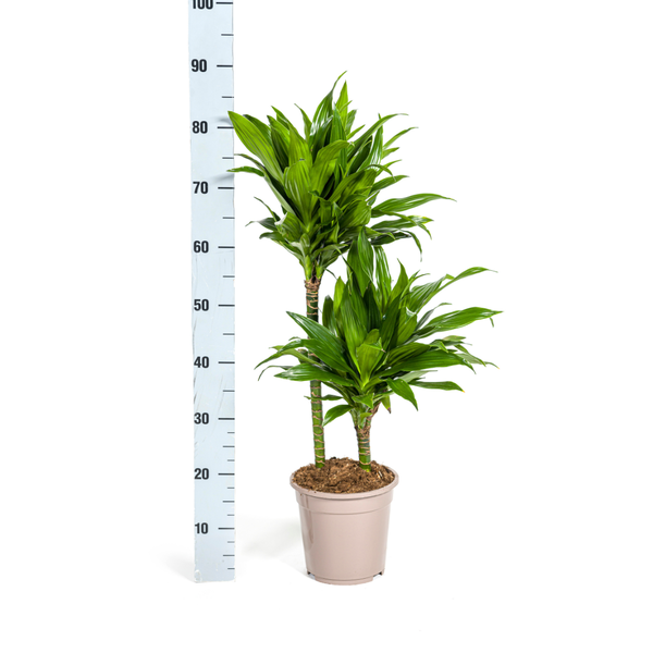 Dracaena Deremensis Green Jewel Ø19cm - ↕70 - 90cm
