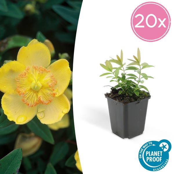 Hypericum calycinum - ↕10-25cm - Ø9cm