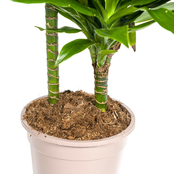 Dracaena Deremensis Green Jewel Ø19cm - ↕70 - 90cm