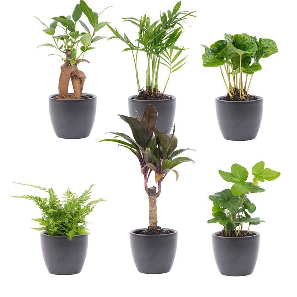 Mini planten set 6 - Inclusief 6x pot