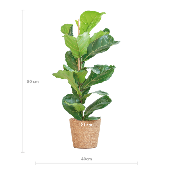Ficus Lyrata met Mand - 80cm - Ø21