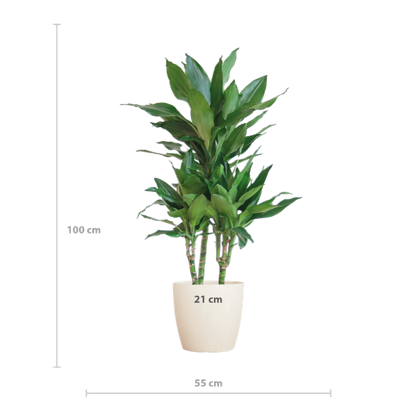 Dracaena Janet Lindt met Pot/mand