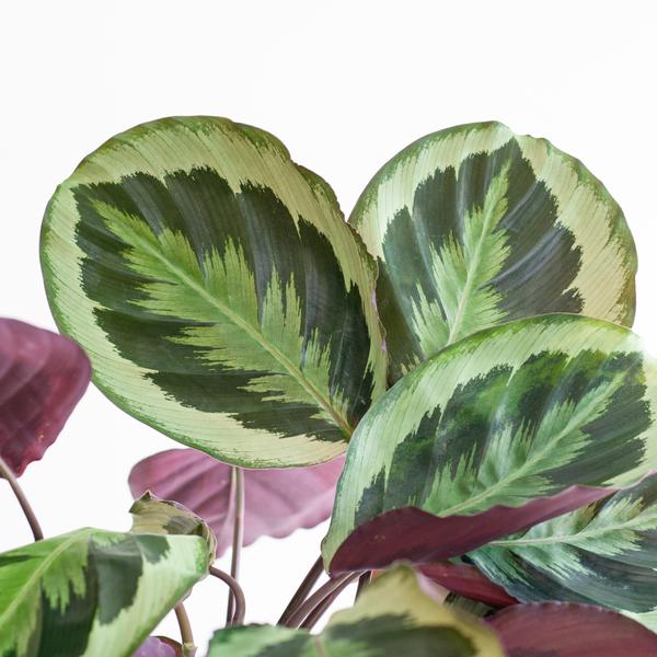 Calathea Medaillon met pot/mand