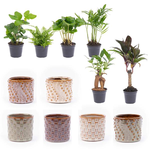 Mini planten set 6 - Inclusief 6x pot