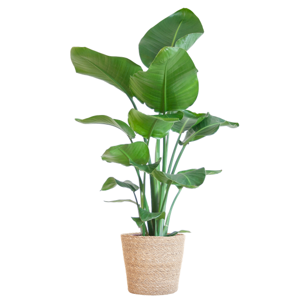 Strelitzia Nicolai met Mand/pot