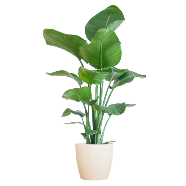 Strelitzia Nicolai met Mand/pot