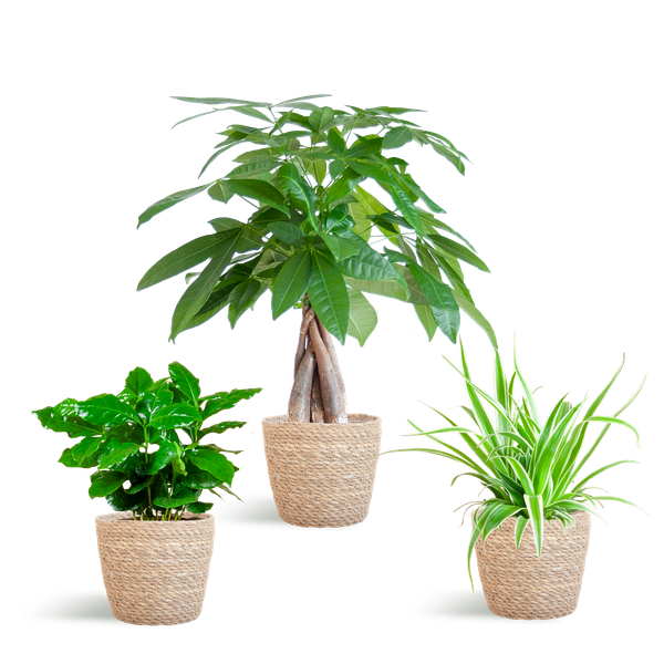 Diervriendelijke Plantenbox - klein - Ø12