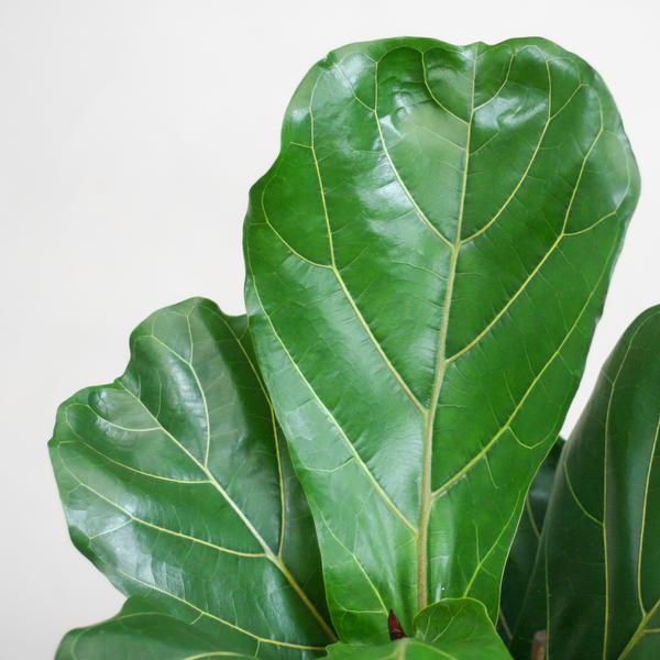 Ficus Lyrata met Mand - 80cm - Ø21