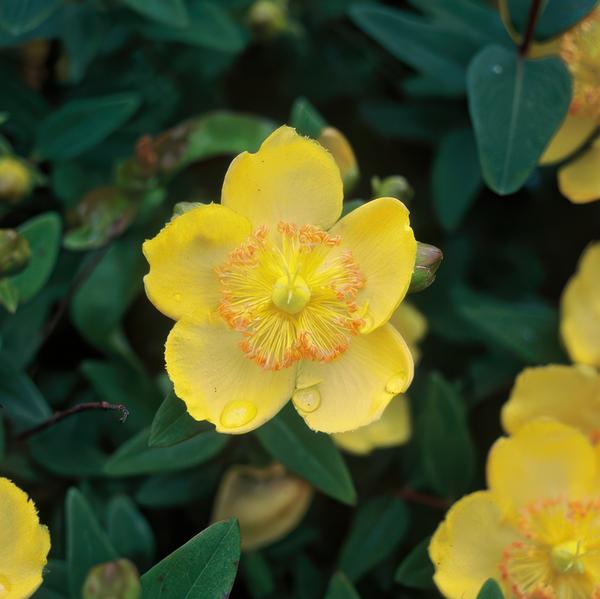 Hypericum calycinum - ↕10-25cm - Ø9cm