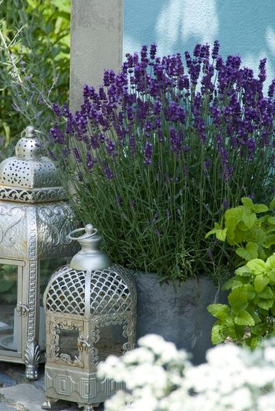 Lavandula 'Hidcote' - ↕10-25cm - Ø9cm