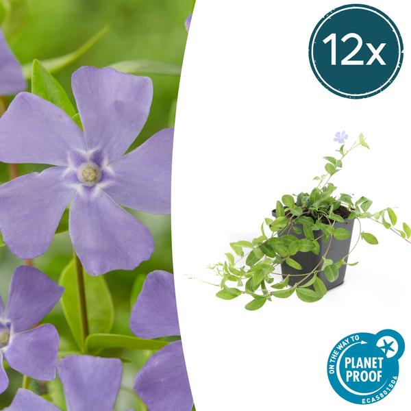 Vinca minor - ↕10-25cm - Ø9cm