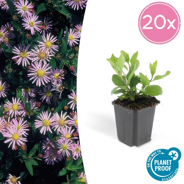 Aster ageratoides 'Asran' - ↕10-25cm - Ø9cm