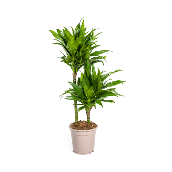 Dracaena Deremensis Green Jewel Ø19cm - ↕70 - 90cm