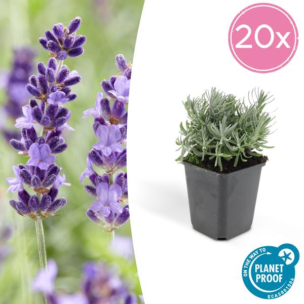 Lavandula 'Hidcote' - ↕10-25cm - Ø9cm
