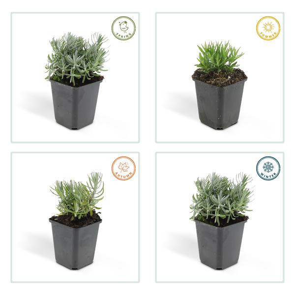 Lavandula 'Hidcote' - ↕10-25cm - Ø9cm