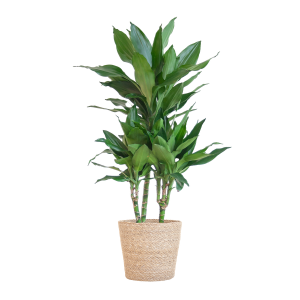 Dracaena Janet Lindt met Pot/mand