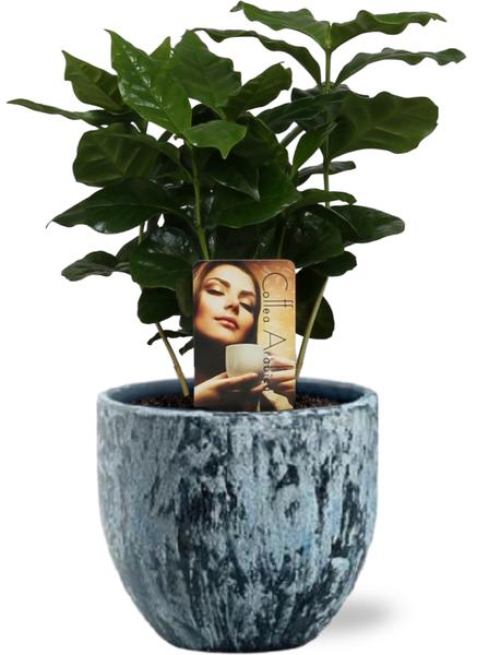 Coffea Arabica - Ø12cm - ↕25cm + Sem Pot D14x13cm - Blauw