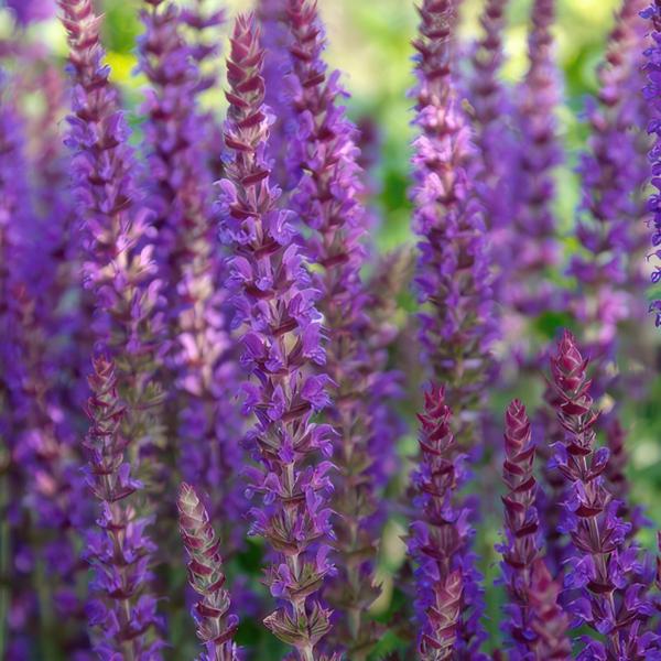 Salvia nem. 'Ostfriesland' - ↕10-25cm - Ø9cm