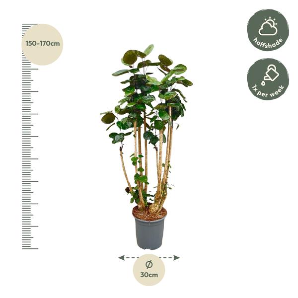 Polysicas Fabian XXL - 160 cm - ⌀30
