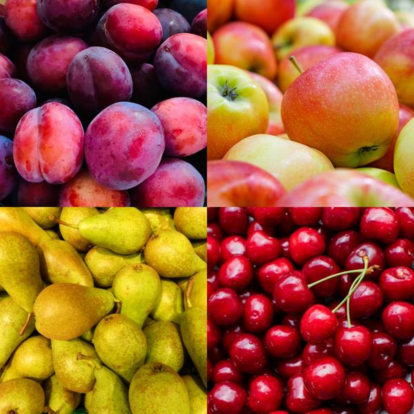 set van 4 Biologische Fruitbomen - Appel, Peer, Kers en Pruim - 4 x Ø 20 cm - ↨ 60 cm