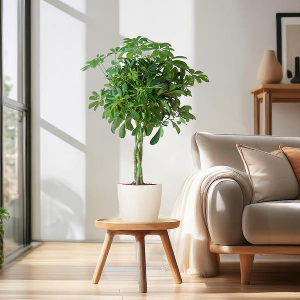 Schefflera Arab Nora met pot/mand - 70cm - Ø21