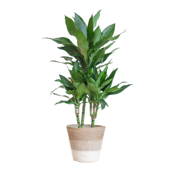 Dracaena Janet Lindt met Pot/mand
