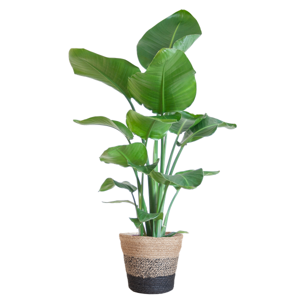 Strelitzia Nicolai met Mand/pot