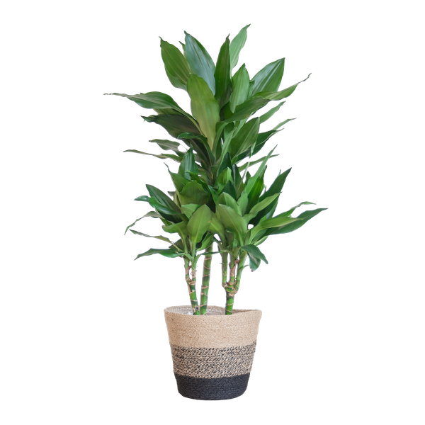 Dracaena Janet Lindt met Pot/mand