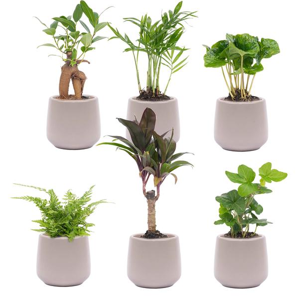 Mini planten set 6 - Inclusief 6x pot
