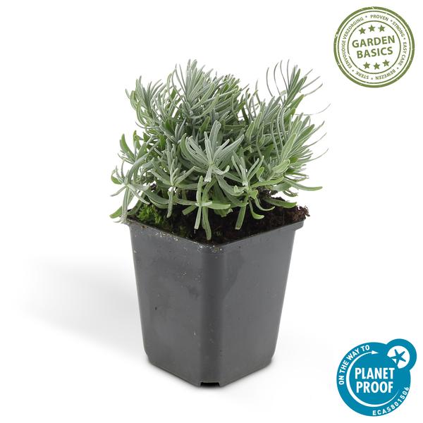 Lavandula 'Hidcote' - ↕10-25cm - Ø9cm