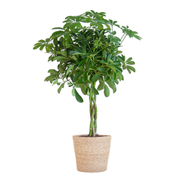 Schefflera Arab Nora met pot/mand - 70cm - Ø21
