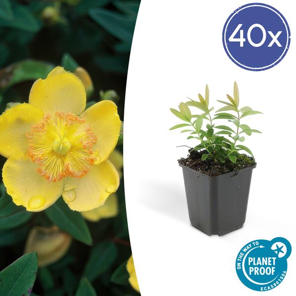 Hypericum calycinum - ↕10-25cm - Ø9cm