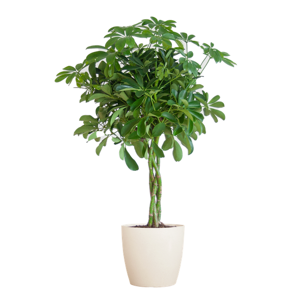 Schefflera Arab Nora met pot/mand - 70cm - Ø21