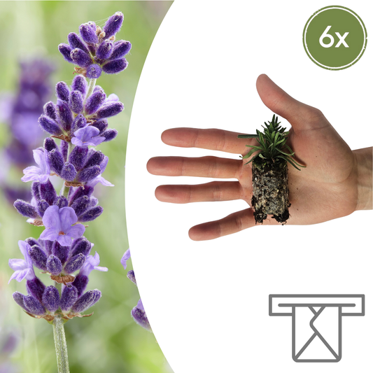Lavandula 'Hidcote' – 6 Plugplanten | Kweek & Geniet van Prachtige Lavendel