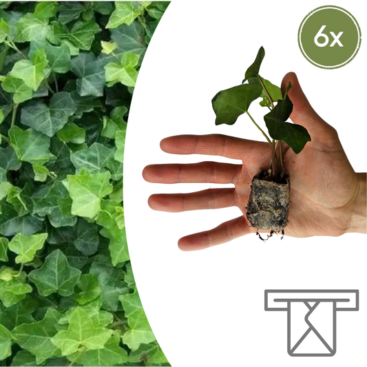 Hedera – 6 Plugplanten | Groeien & Geniet van Groene Bedekking