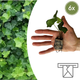 Hedera – 6 Plugplanten | Groeien & Geniet van Groene Bedekking