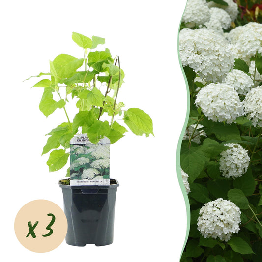 Hydrangea arborescens ‘Annabelle’ – Pluimhortensia | Set van 3 planten | Ø17 cm | ↕50 cm