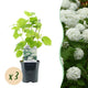 Hydrangea arborescens ‘Annabelle’ – Pluimhortensia | Set van 3 planten | Ø17 cm | ↕50 cm