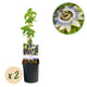 Passiflora caerulea – Passiebloem | Set van 2 planten | Ø11 cm | ↕40 cm | Weinig onderhoud