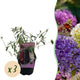 Buddleja davidii ‘Tricolour’ – Vlinderstruik | Set van 3 planten | Ø17 cm | ↕30 cm